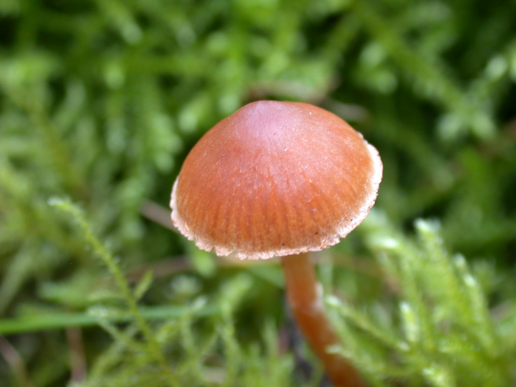 Quale galerina ...